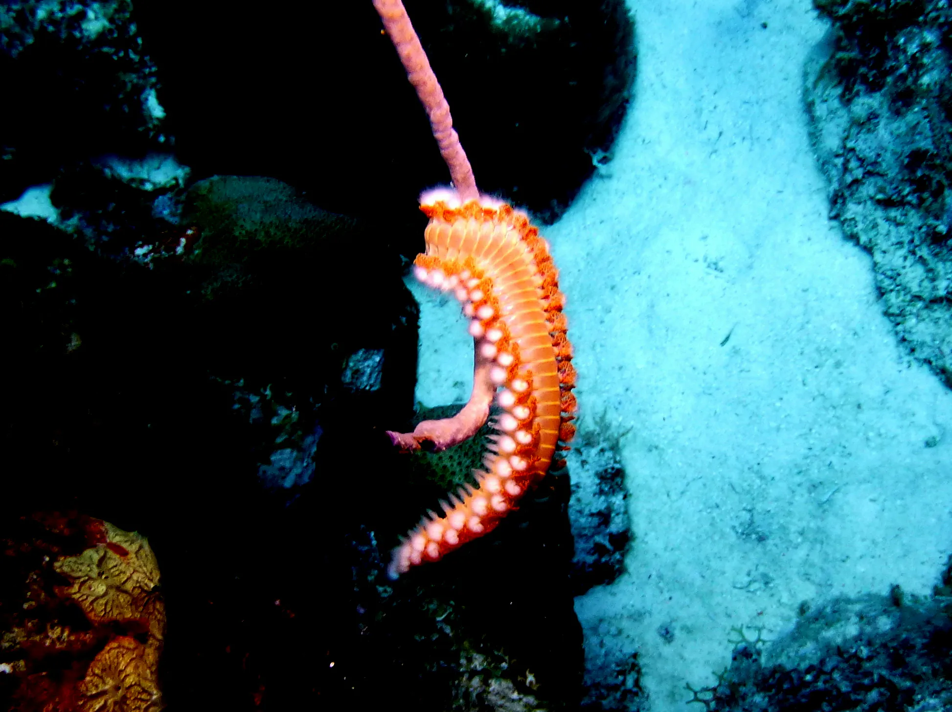 Bristle Worm, Bonaire, 2013