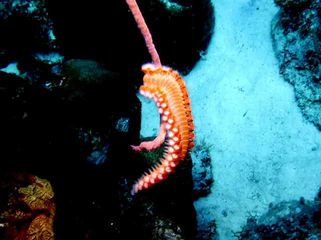 Underwater photograph by Joel Bergsma