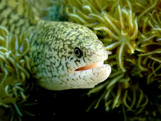 Underwater photograph by Joel Bergsma