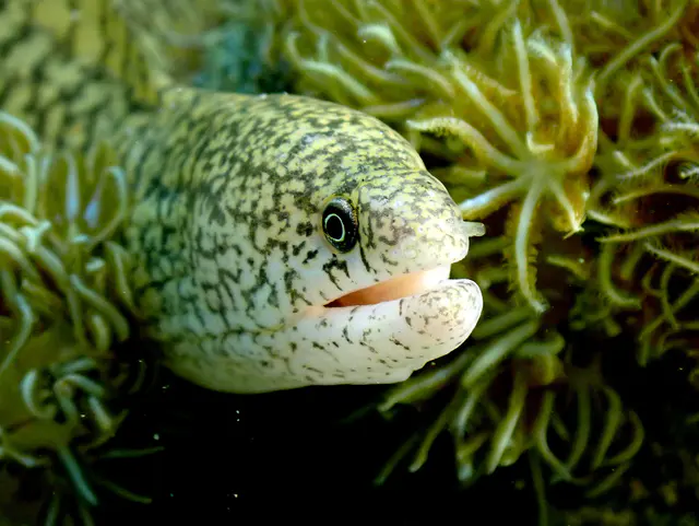 Underwater photograph by Joel Bergsma