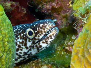 Underwater photograph by Joel Bergsma