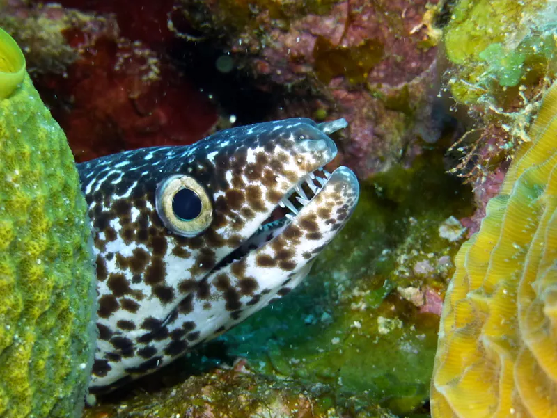 Spotted Moray Eel, Cayman Islands, 2014