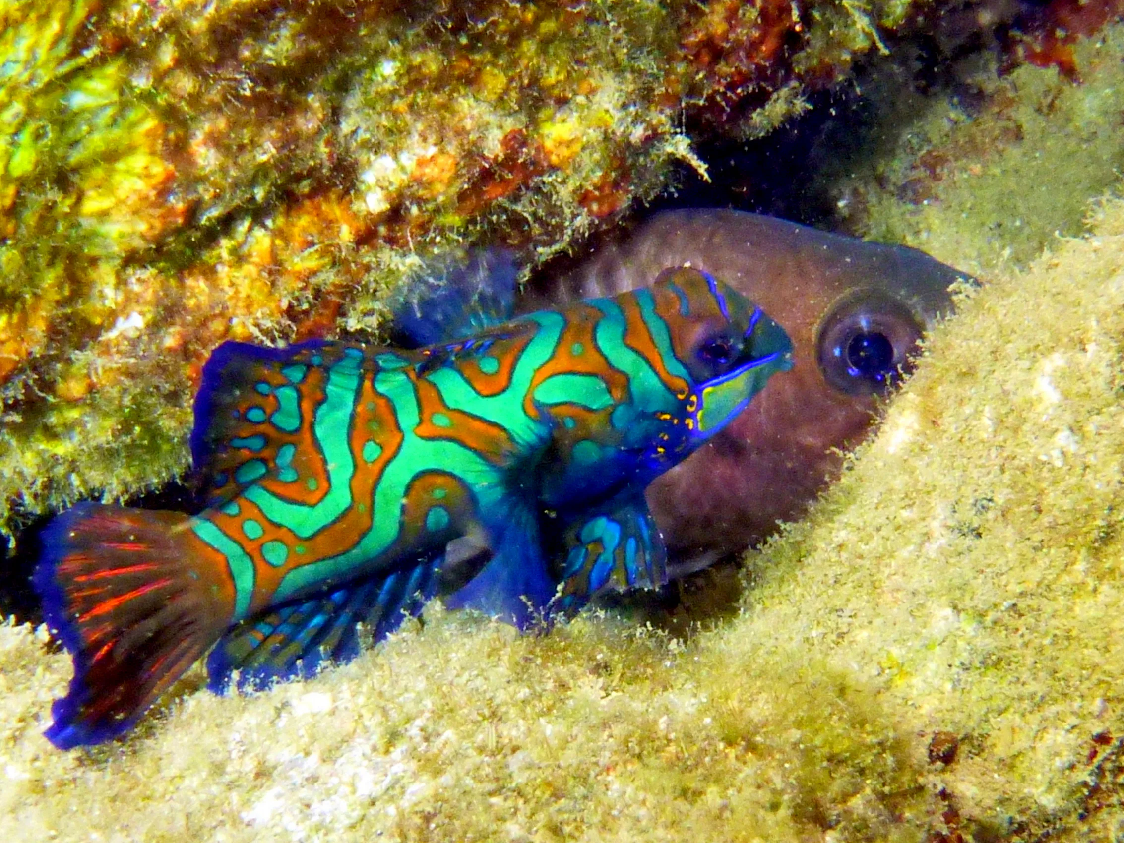 Mandarinfish, Palau, 2013