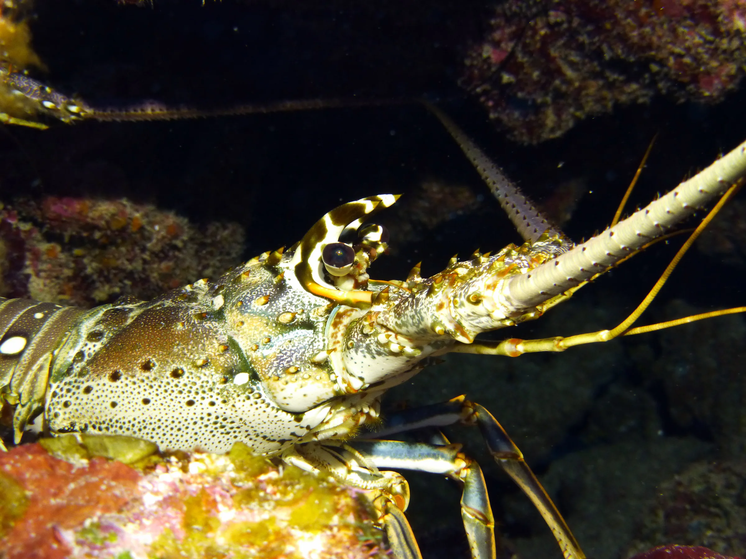 Spiny Lobster, Belize, 2017