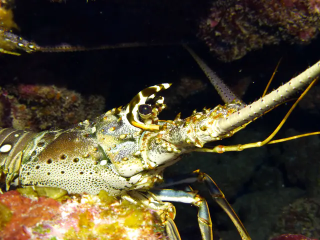 Underwater photograph by Joel Bergsma