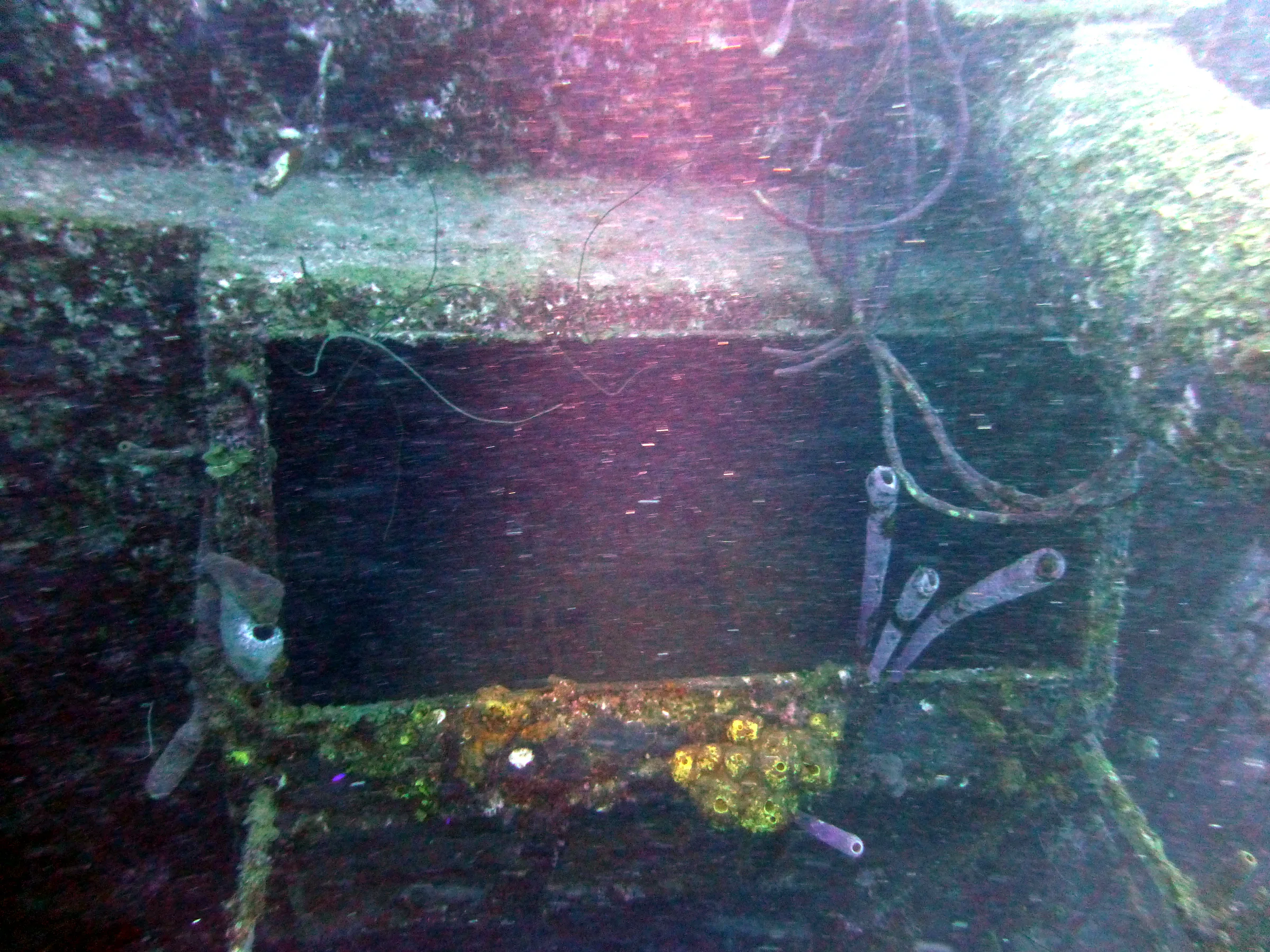 Bonaire underwater photograph, 2013