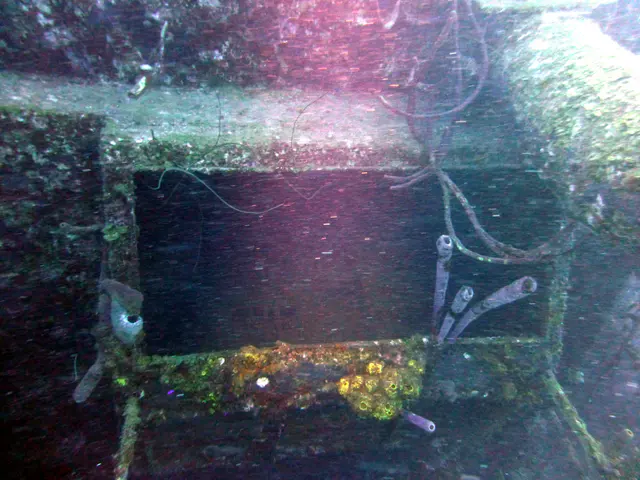 Underwater photograph by Joel Bergsma