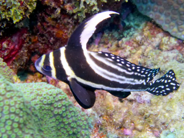 Underwater photograph by Joel Bergsma