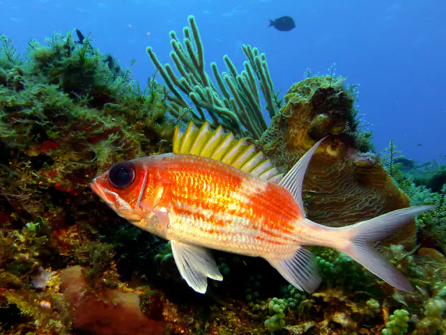 Underwater photograph by Joel Bergsma