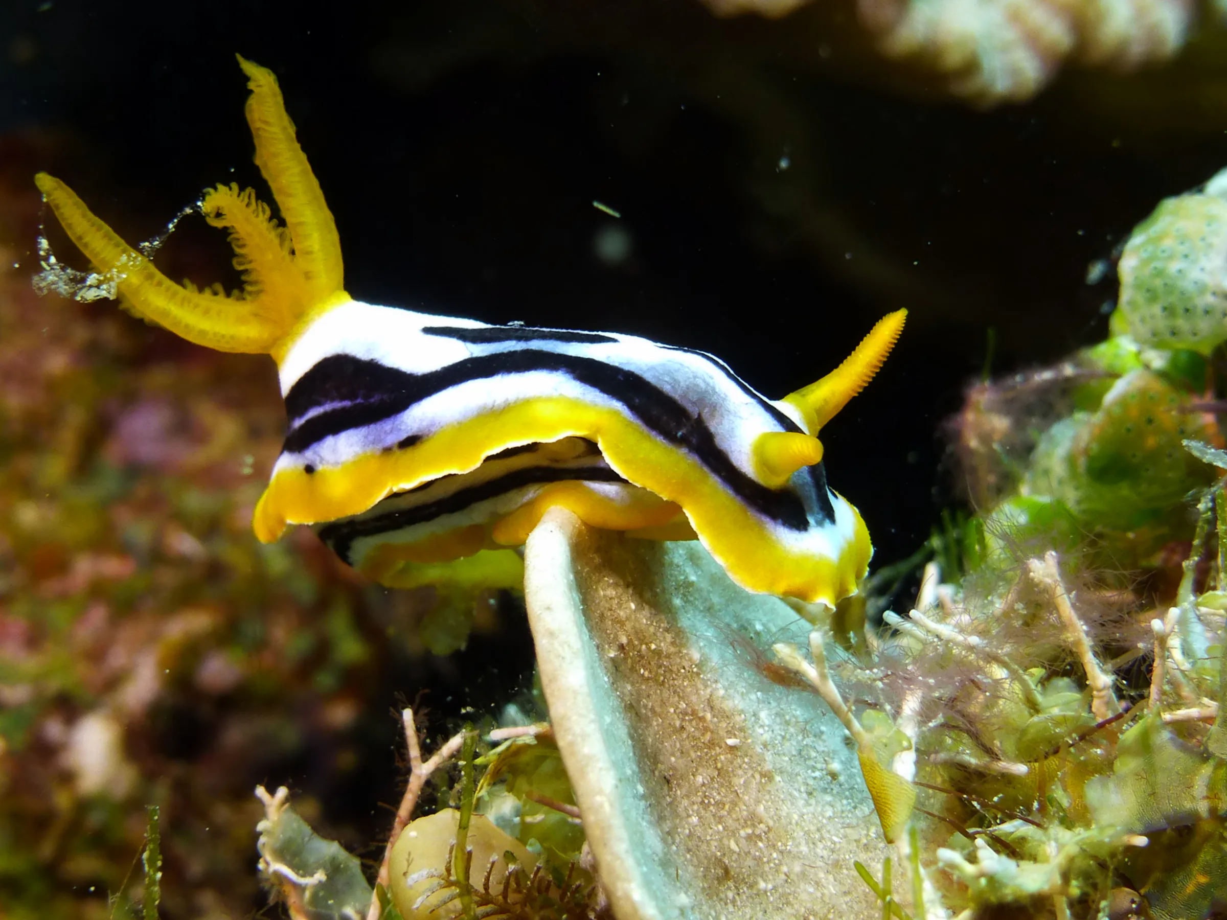 Nudibranch, Philippines, 2014