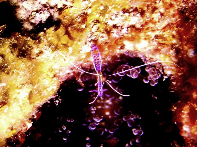 Underwater photograph by Joel Bergsma