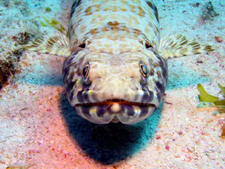 Underwater photograph by Joel Bergsma