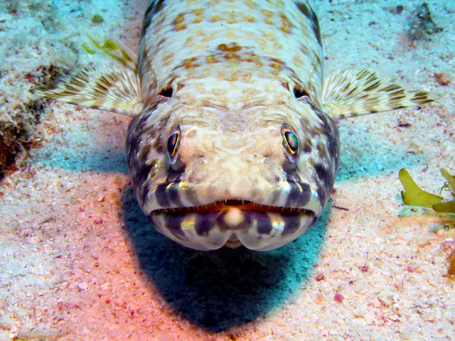 Underwater photograph by Joel Bergsma