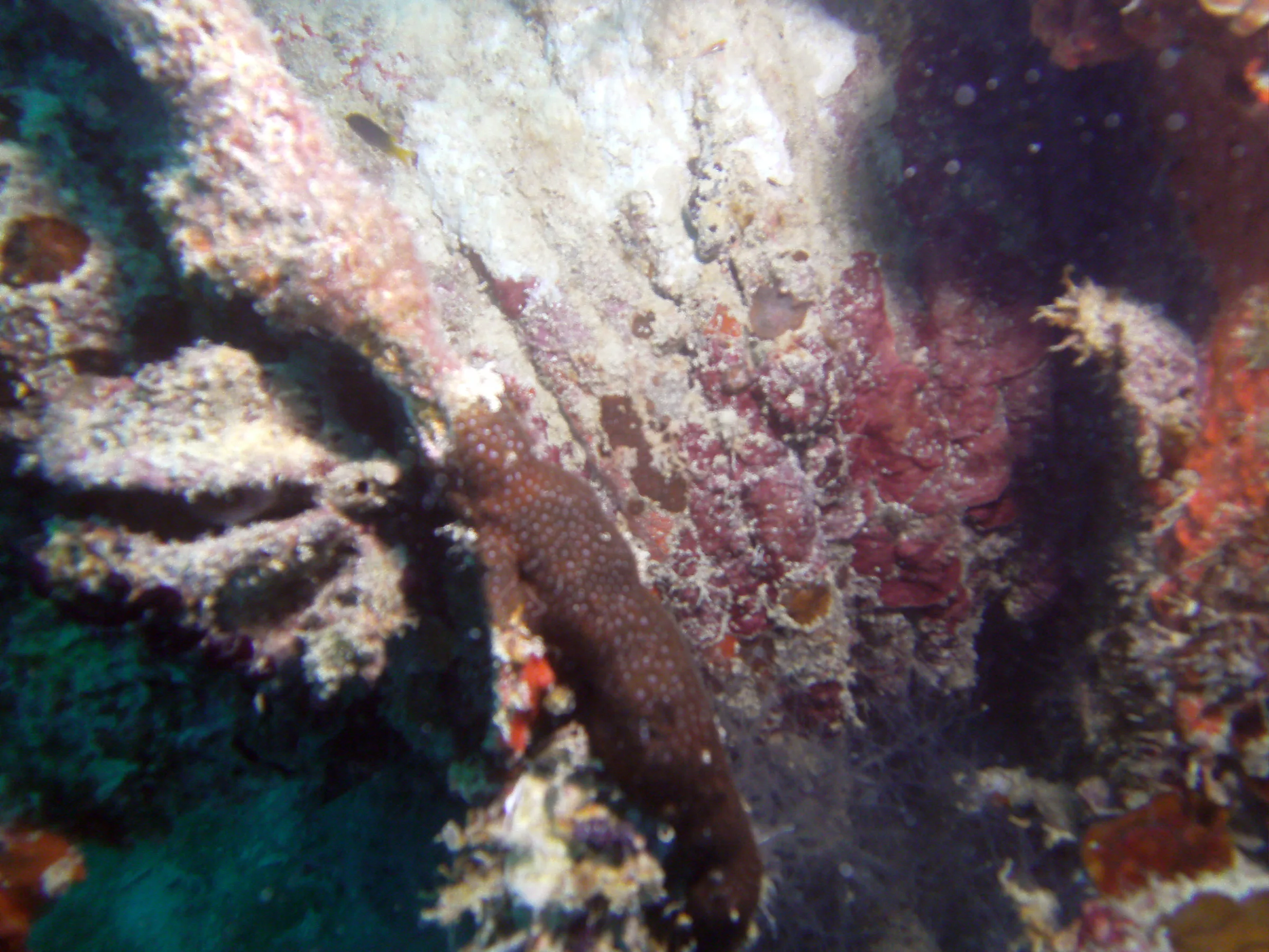 Closeup view of Winch with rope laden with coral on the main deck of the WWII Wreck Nagisan Maru.
