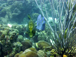 Underwater photograph by Joel Bergsma