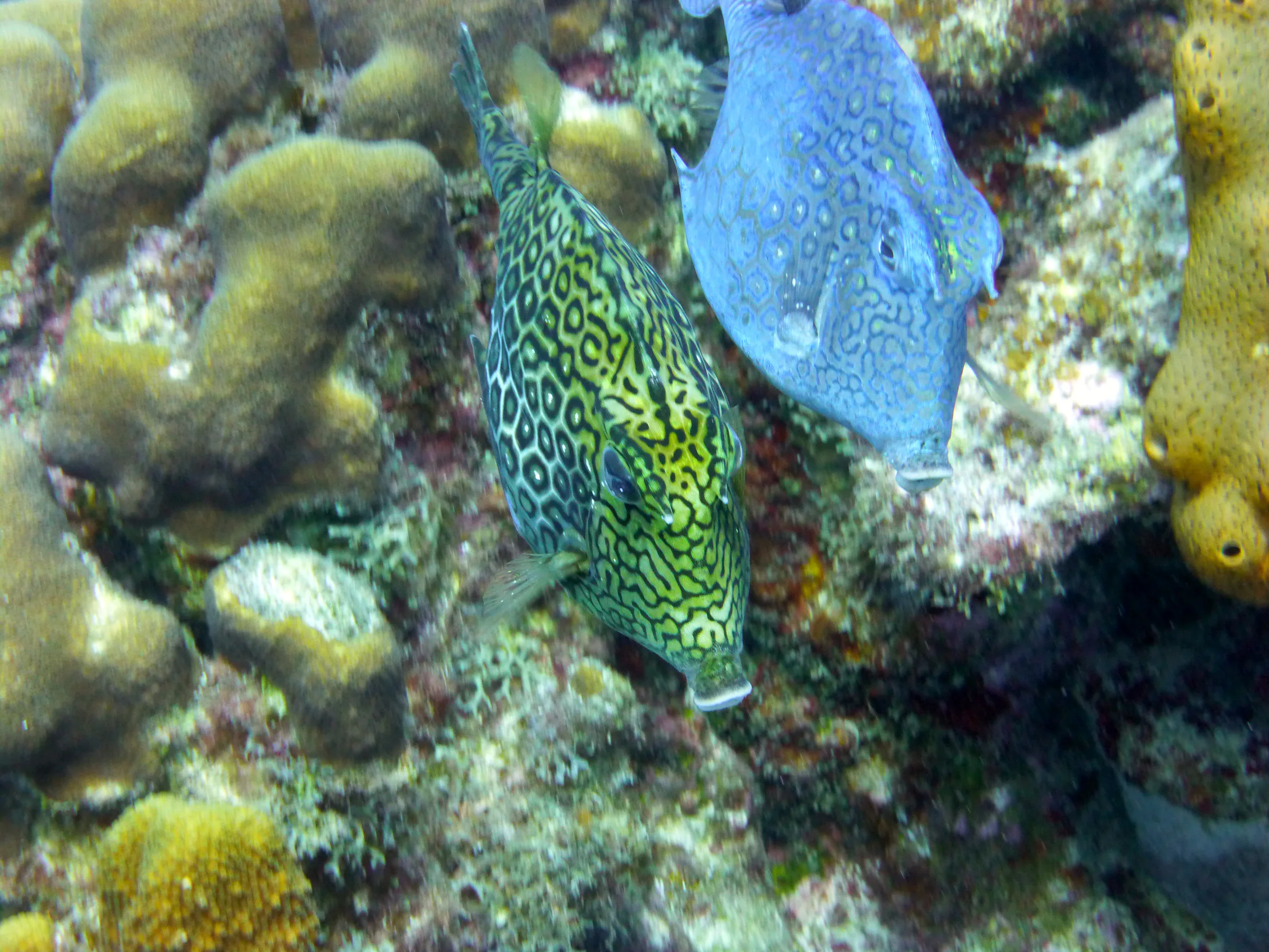 Bonaire underwater photograph, 2013