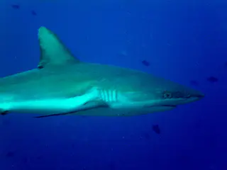 Grey Reef Shark