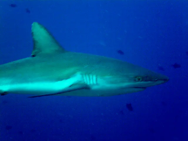 Grey Reef Shark