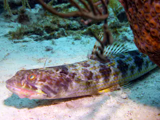 Underwater photograph by Joel Bergsma
