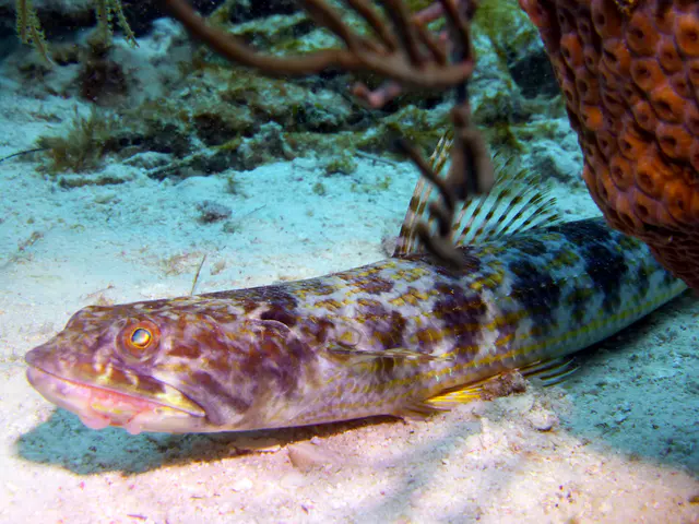 Underwater photograph by Joel Bergsma