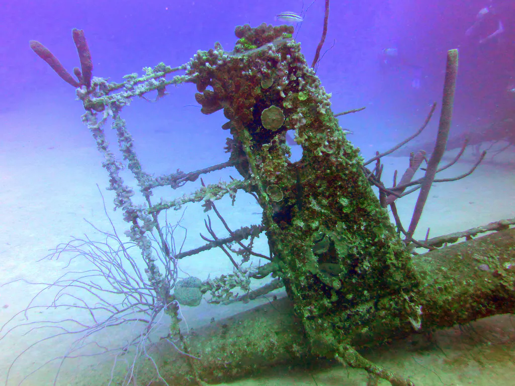 Underwater photograph by Joel Bergsma