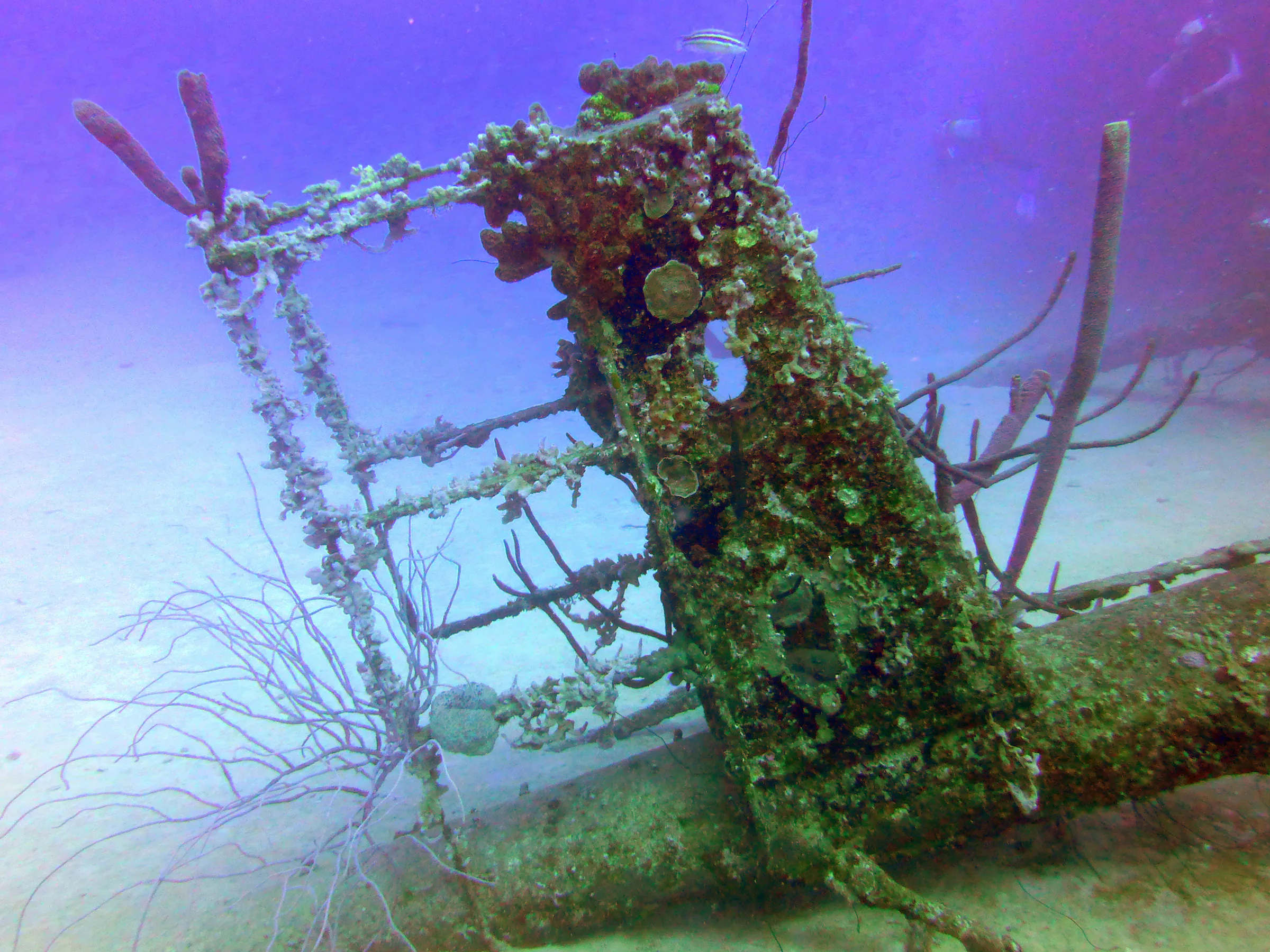 Bonaire underwater photograph, 2013