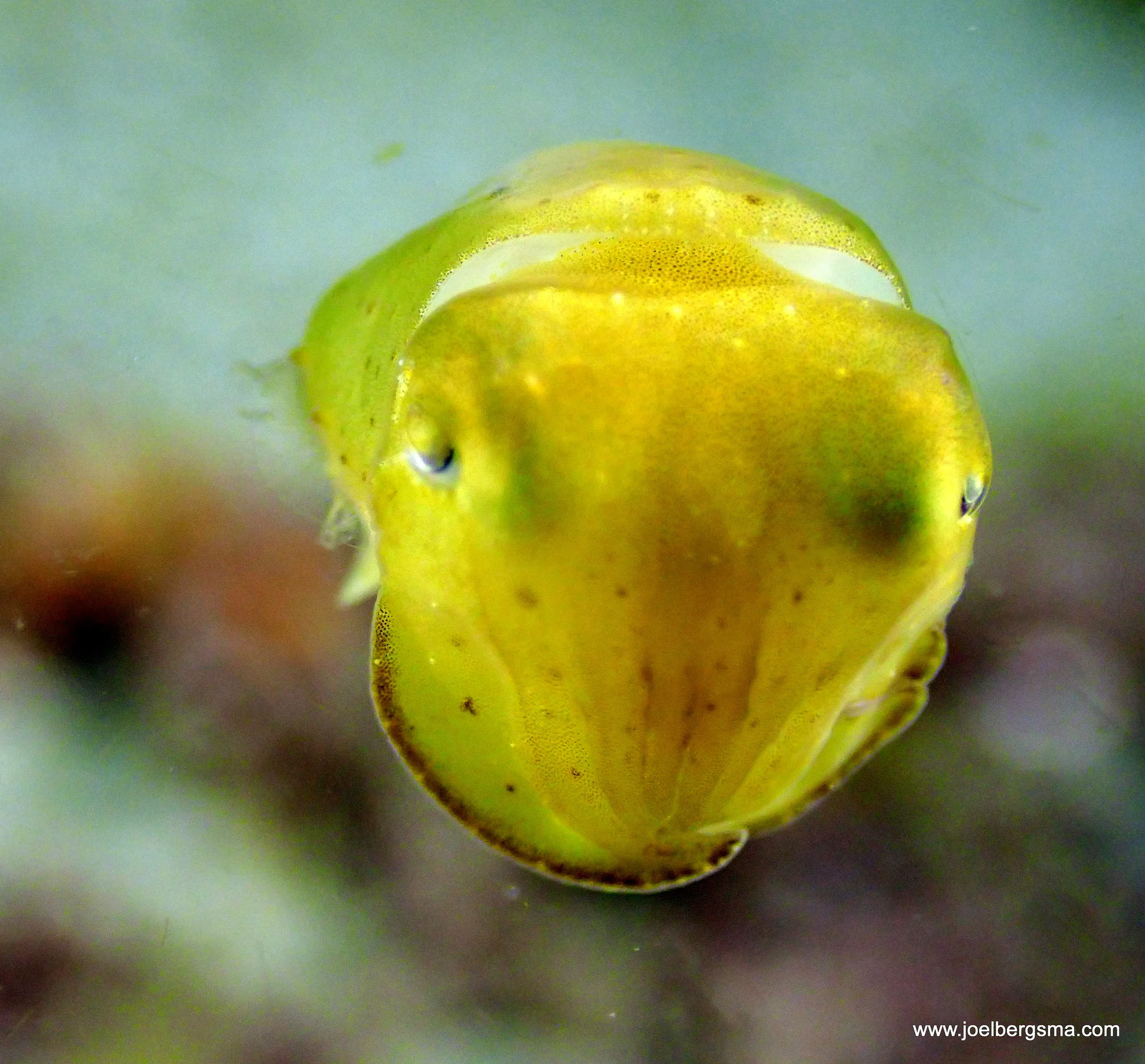 Philippines underwater photograph, 2022