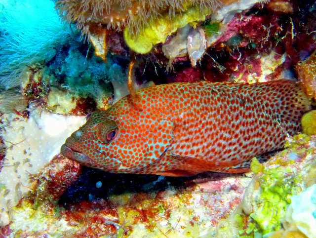 Underwater photograph by Joel Bergsma
