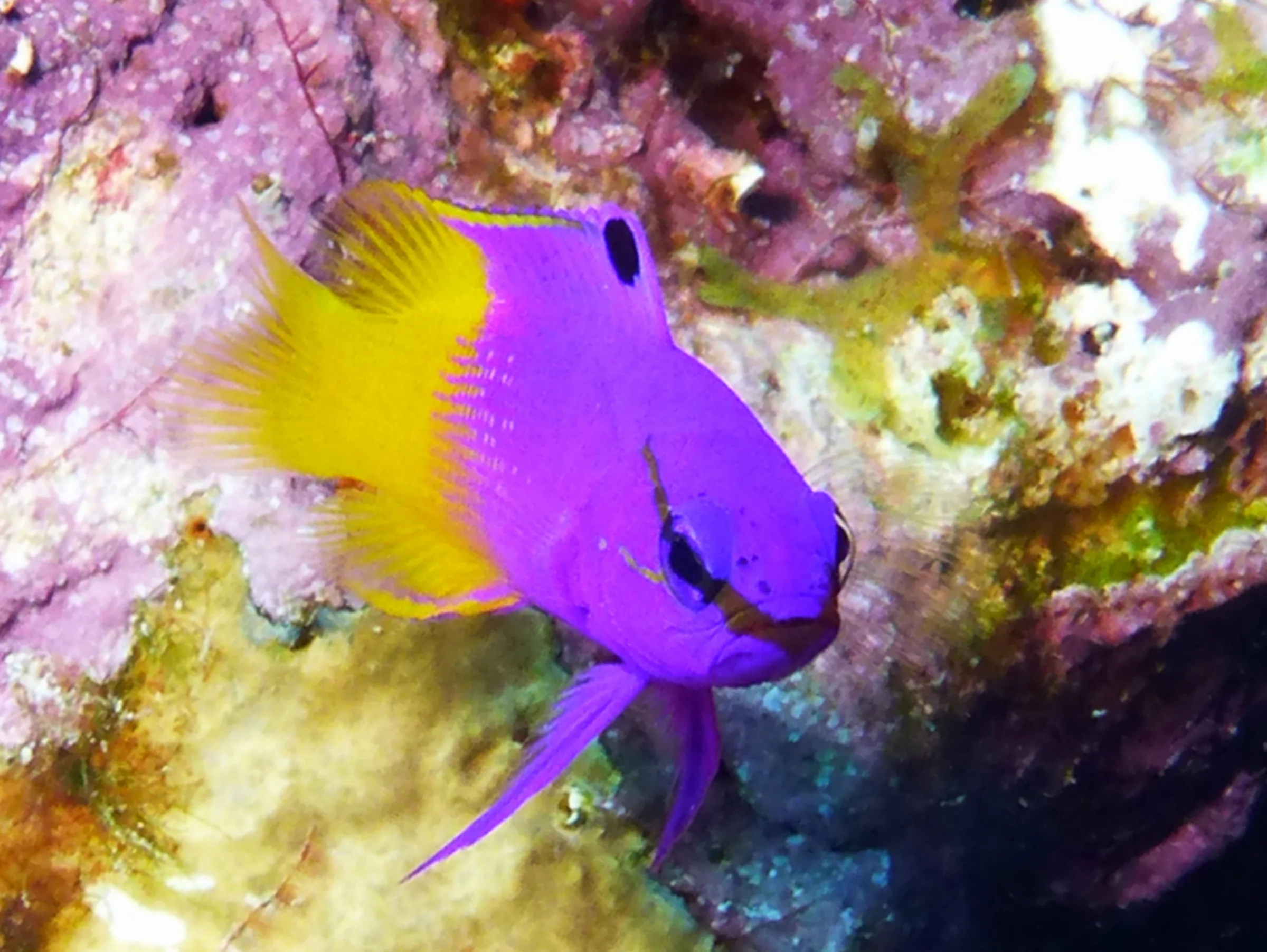 Fairy Basslet, Bonaire, 2013
