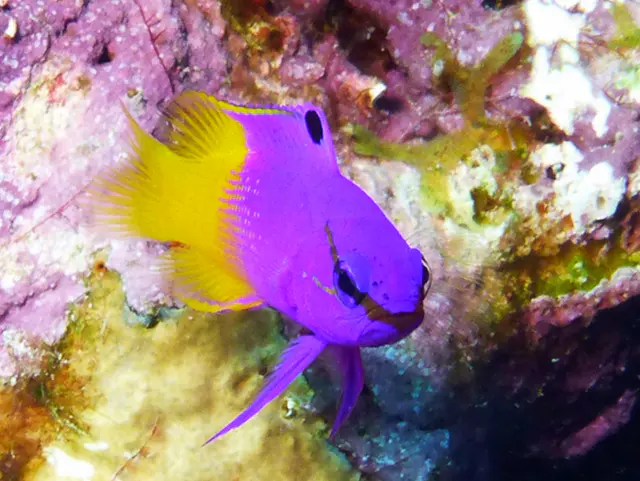 Underwater photograph by Joel Bergsma