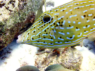 Underwater photograph by Joel Bergsma