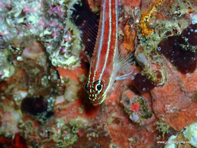 Underwater photograph by Joel Bergsma