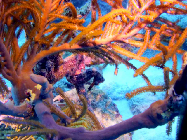 Underwater photograph by Joel Bergsma