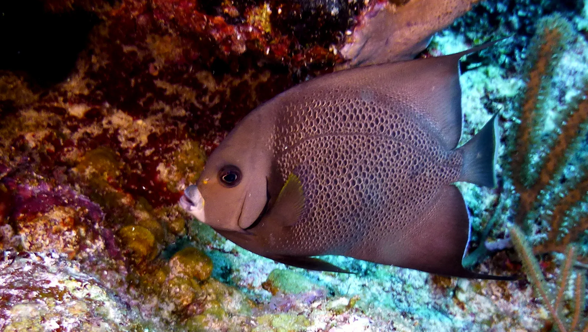 Gray Angelfish, Belize, 2017