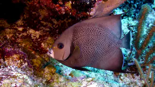 Underwater photograph by Joel Bergsma