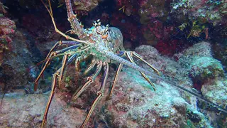 Lobster