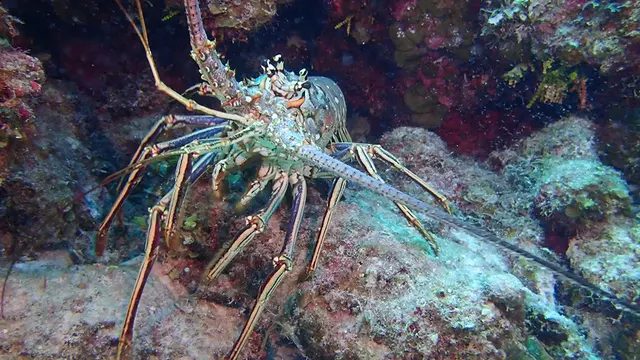 Lobster