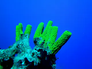Pipe Coral