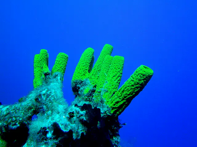 Pipe Coral