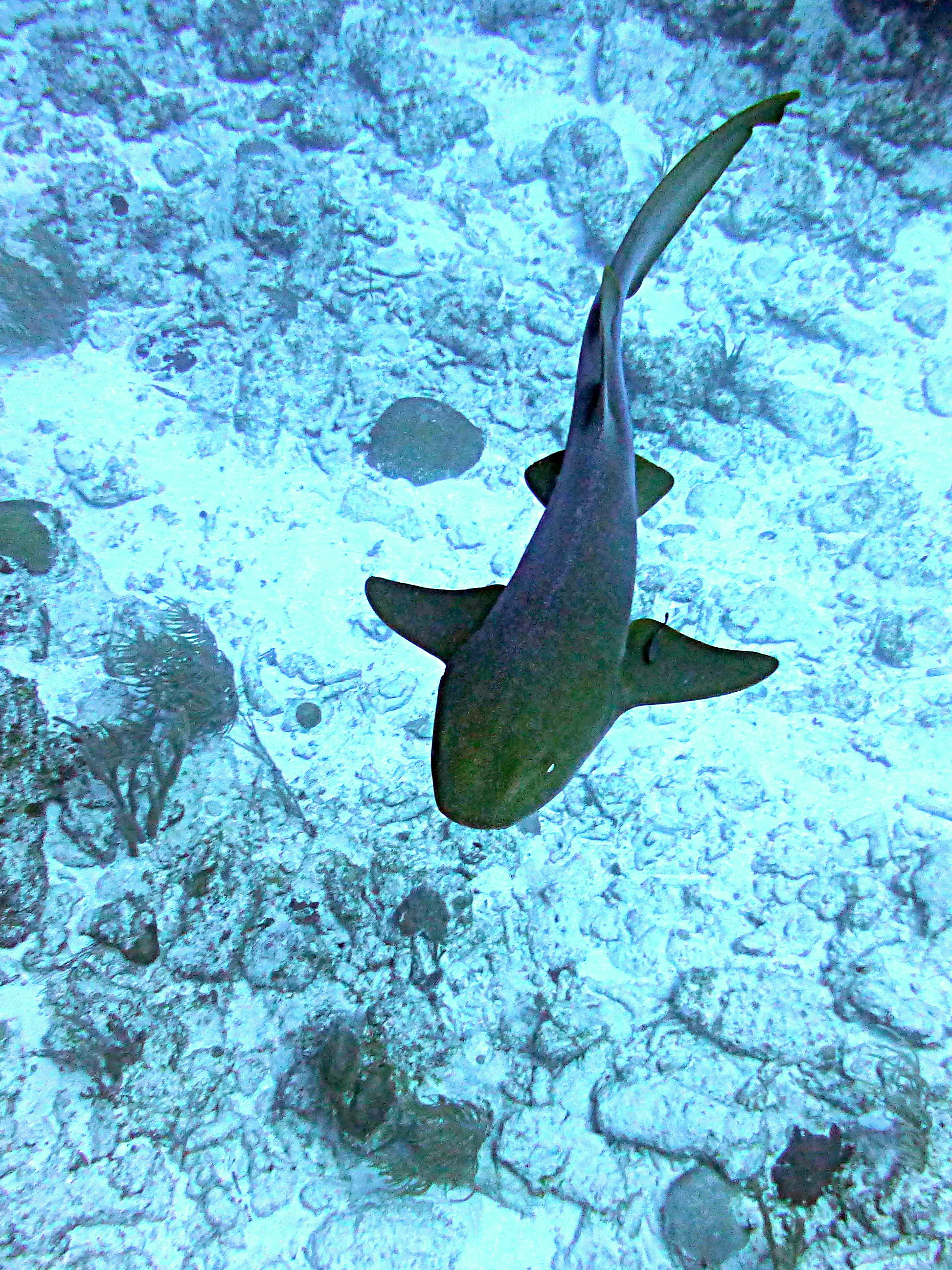 Nurse Shark, Belize, 2017