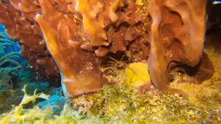 Arrow Crab