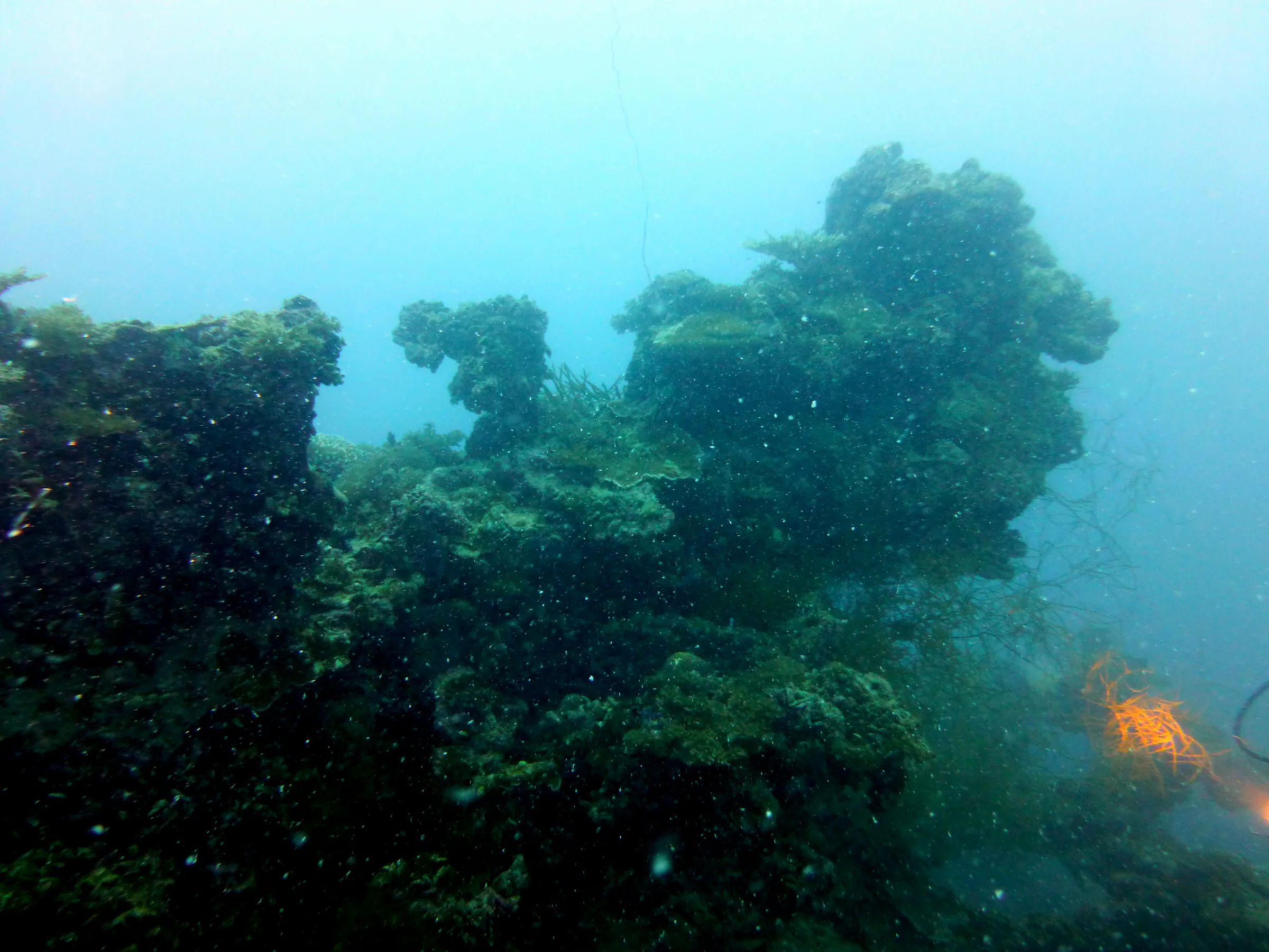 Palau underwater photograph, 2013
