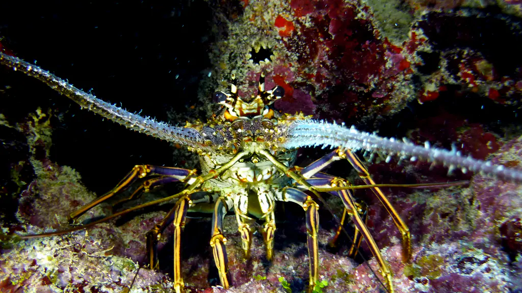 Underwater photograph by Joel Bergsma