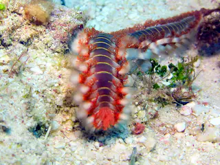 Underwater photograph by Joel Bergsma