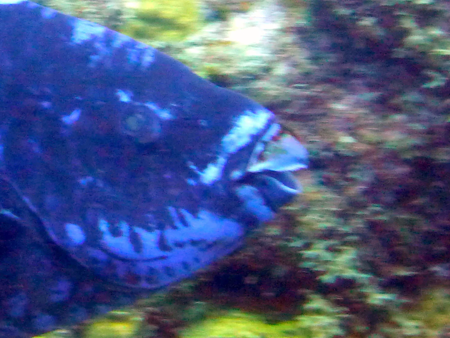 Parrotfish, Bonaire, 2013