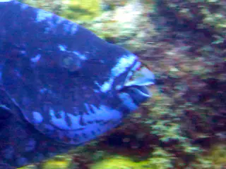 Underwater photograph by Joel Bergsma