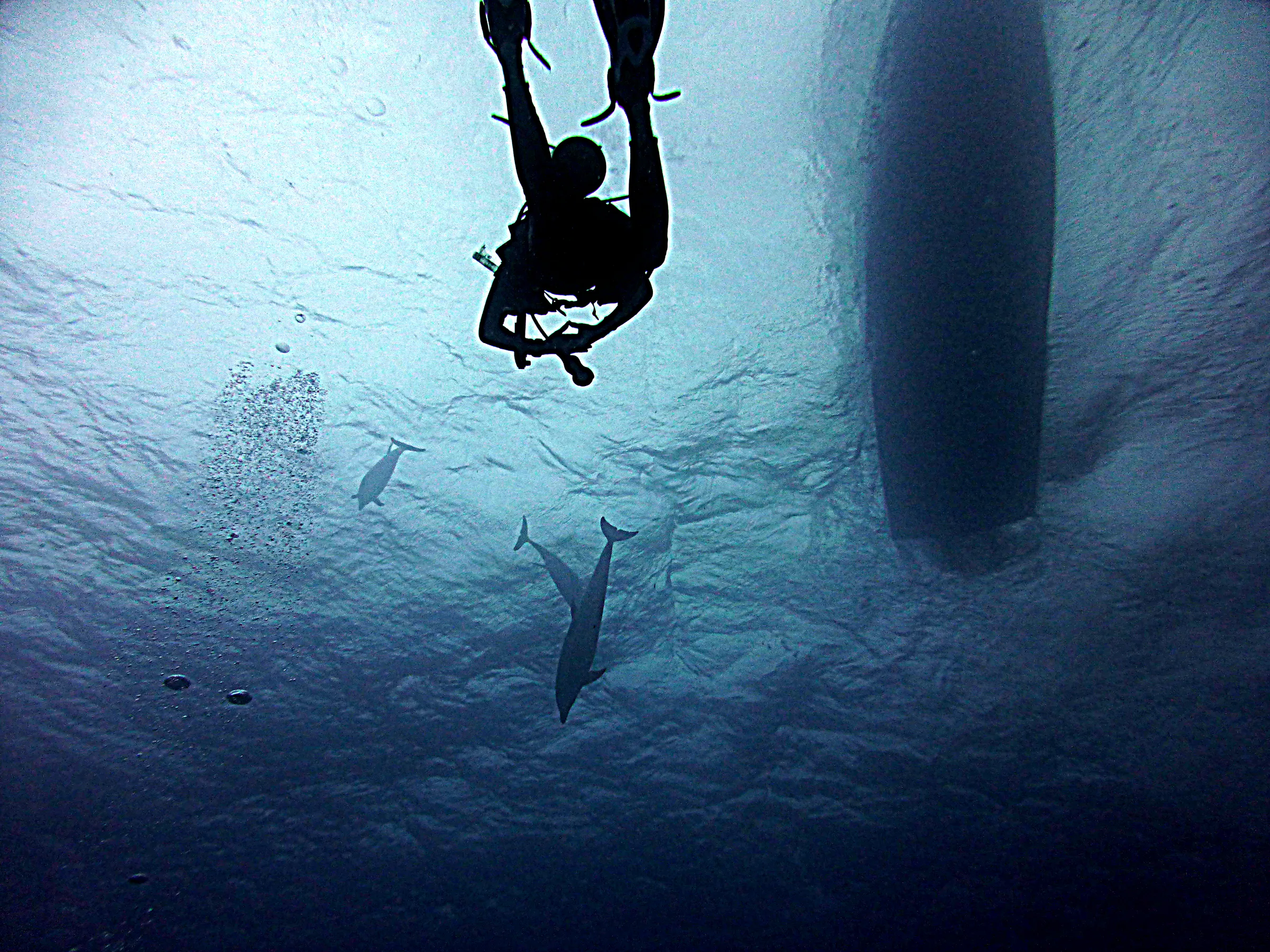 Dolphin, Belize, 2017