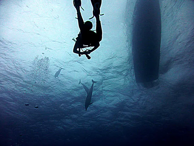 Underwater photograph by Joel Bergsma