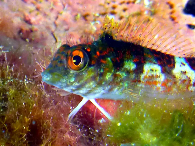 Underwater photograph by Joel Bergsma