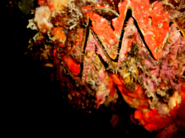 Oyster.  Camera needed a macro focus for this picture.